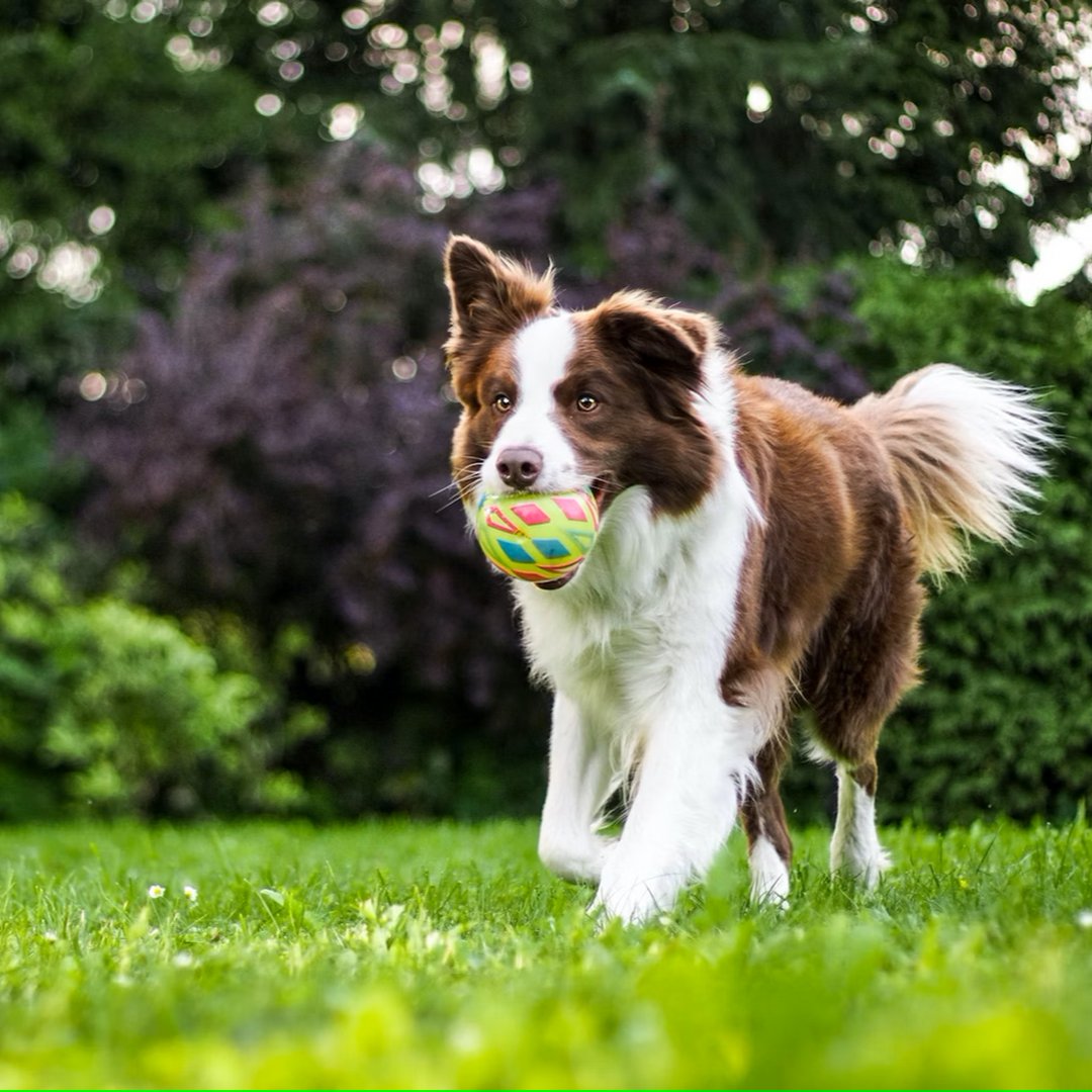 Dog training