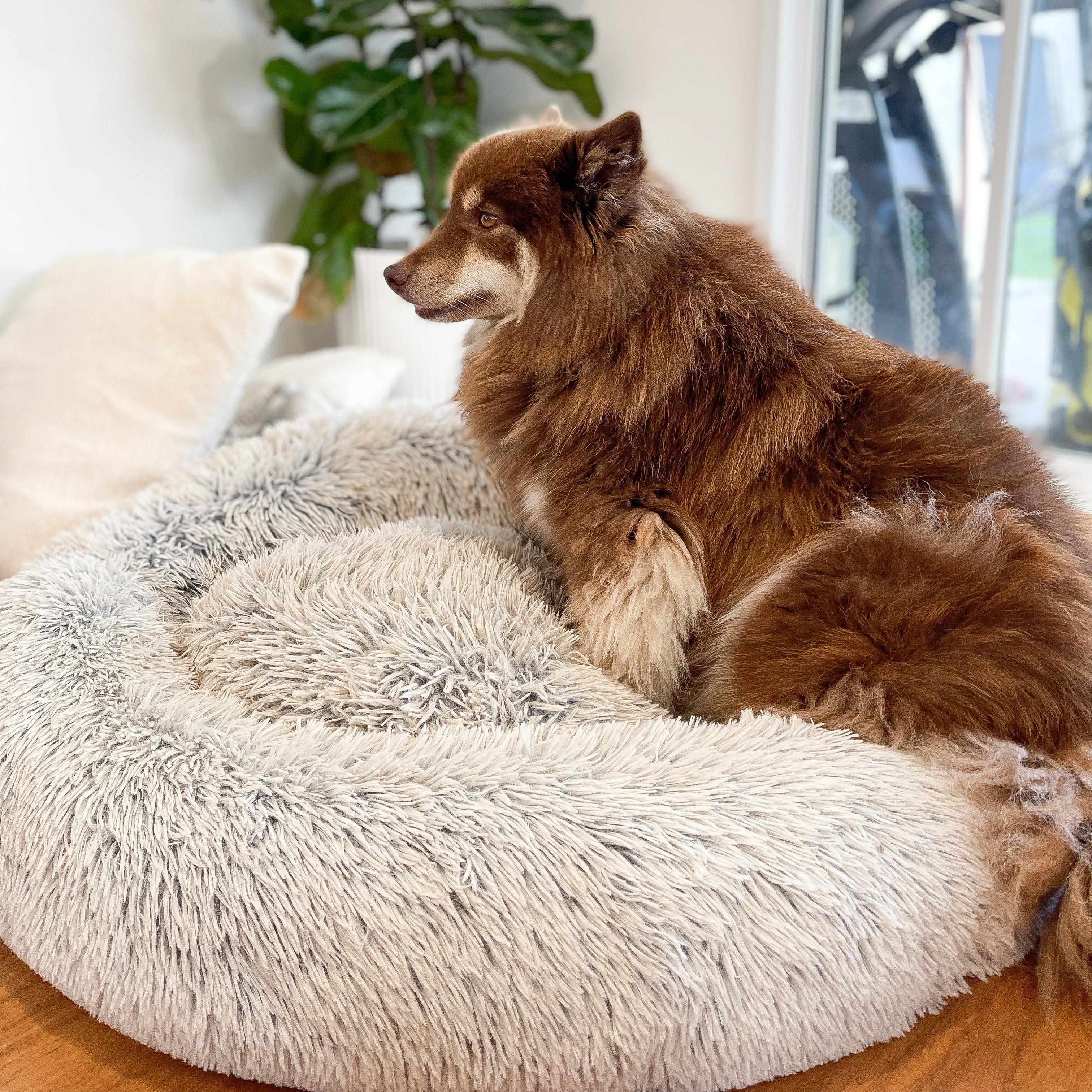 Dog cloud bed hot sale